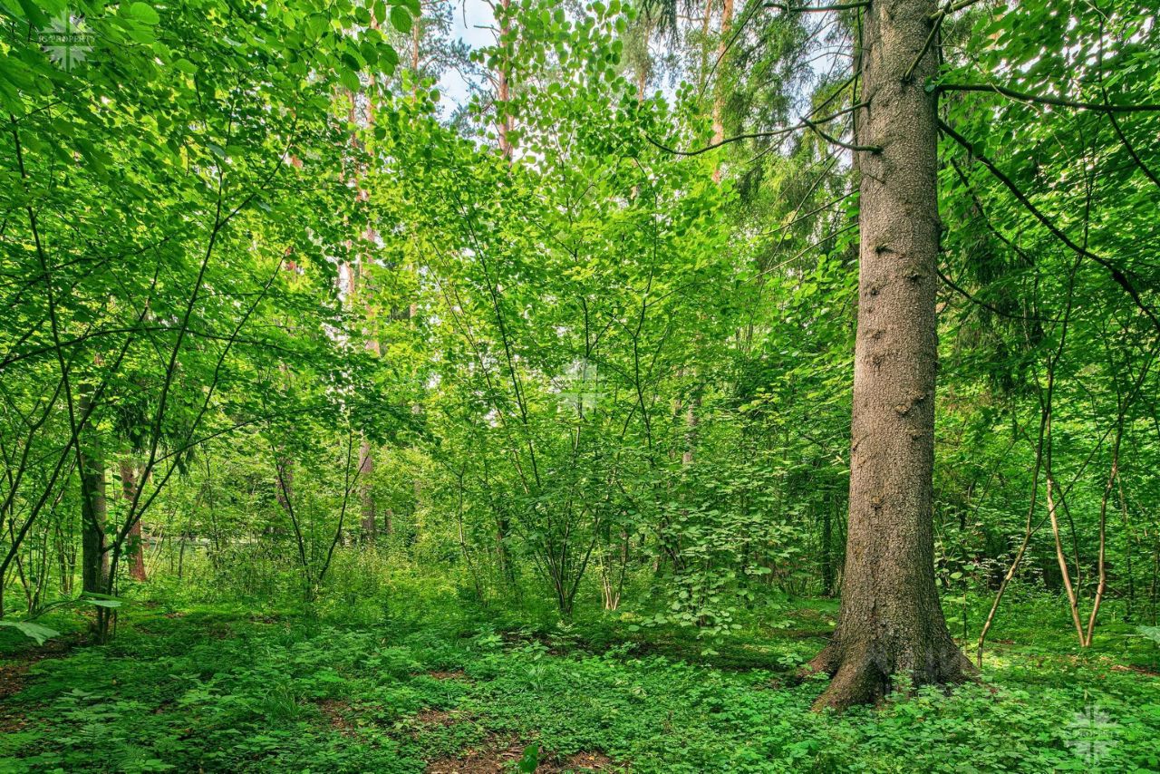 Купить земельный участок в коттеджном поселке Сосновый Бор в поселке Николина  Гора, продажа земельных участков - база объявлений Циан. Найдено 25  объявлений