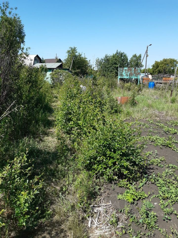 На фотографии виден участок земли, окруженный зелеными растениями и кустарниками. Основные элементы ландшафта включают ухоженные грядки с растущими культурами, а также небольшие деревья и кусты, создающие естественное окружение. Вдали виднеются постройки, выполненные из простых материалов, таких как дерево и металл, с характерной для дачного стиля отделкой. Цветовая палитра включает зелёные оттенки растительности и коричневые тона земли. Пространство выглядит уютным и естественным, подходящим для садоводства или отдыха на свежем воздухе.